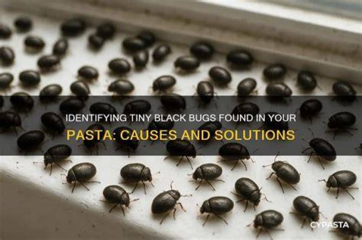 What are the little black bugs in my pasta?
