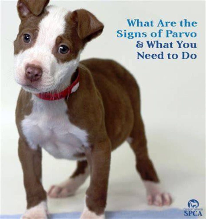 What are the signs of parvo in raccoons?