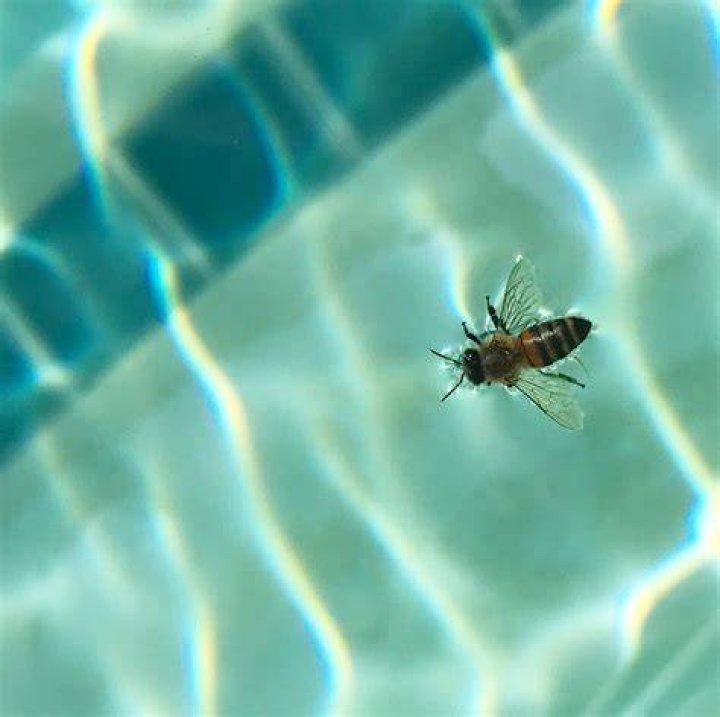 What are the tiny bees in my pool?