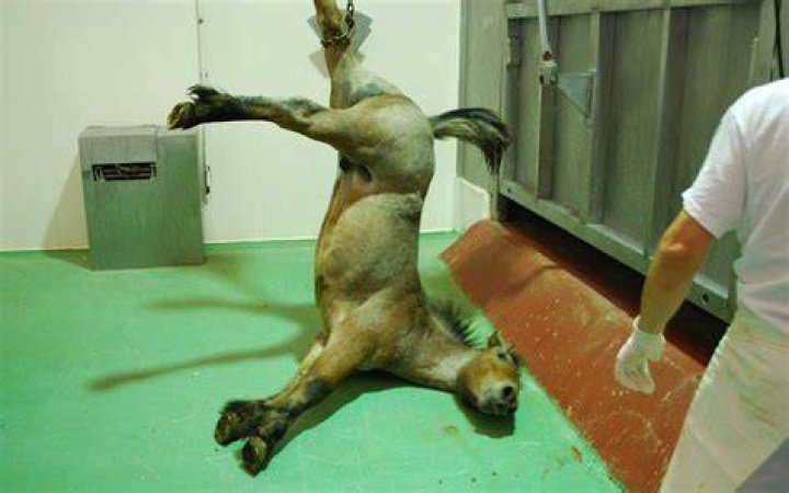 What are the type of slaughtering the animal?