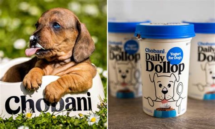 What brand of yogurt is good for dogs?