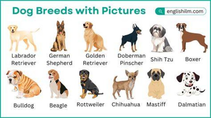 What breed of dog is Justin Bieber's?