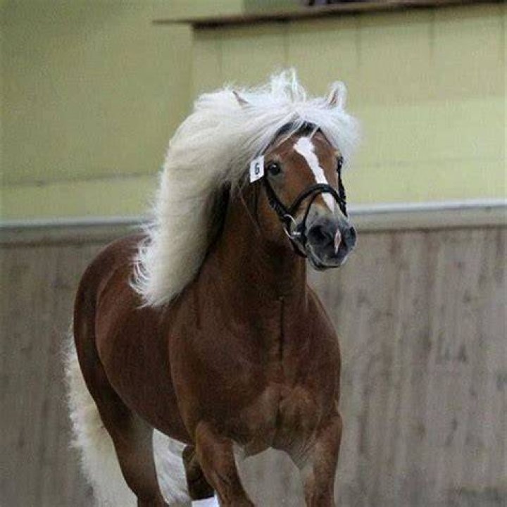 What breeds make a Haflinger?