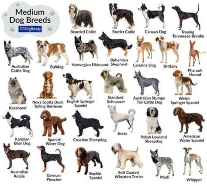 What breeds of dog bark the most?