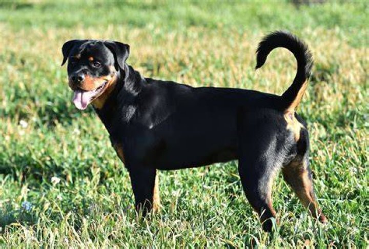 What breeds of dogs get their tails docked?