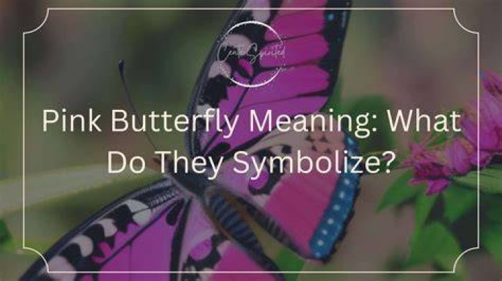 What butterfly means love?