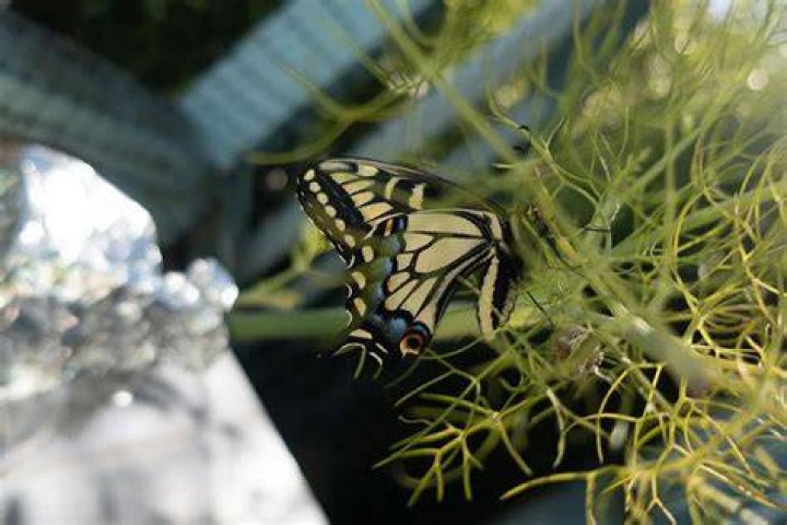 What can I feed a butterfly?