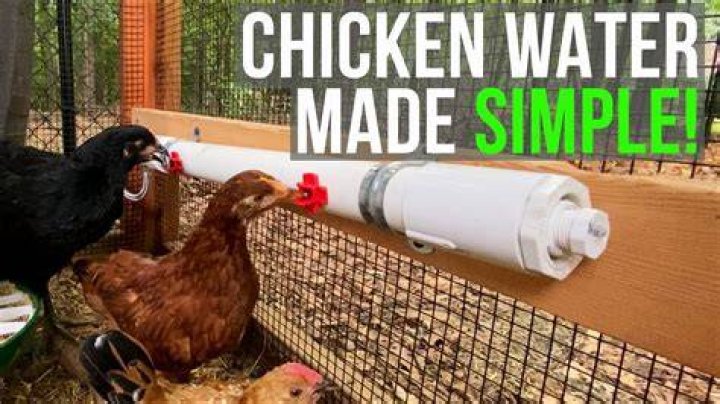 What can I put in my chickens water?