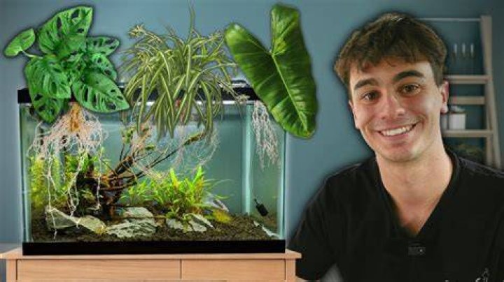 What can I put in my fish tank for decoration?