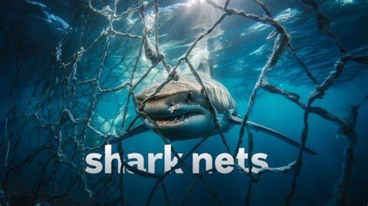 What can we use instead of shark nets?