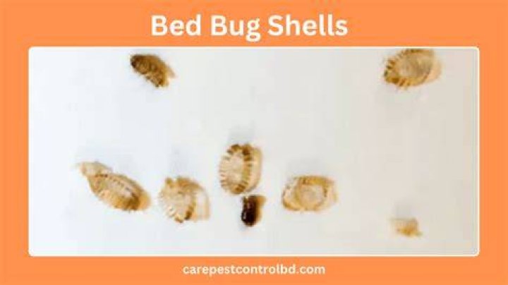 What color are bed bug egg shells?