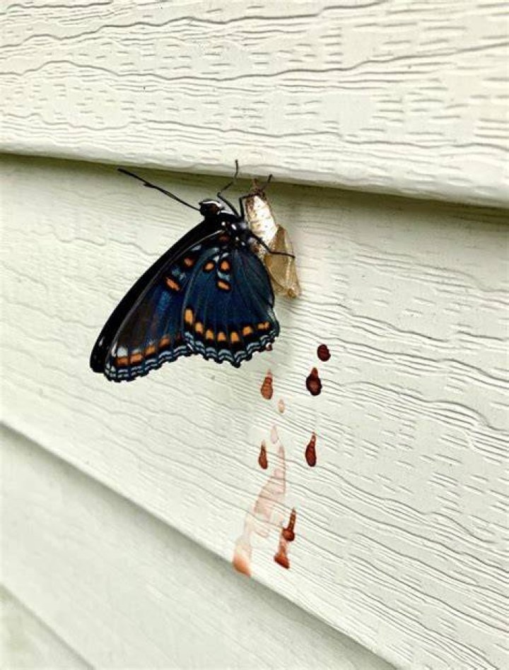 What Colour do butterflies bleed?