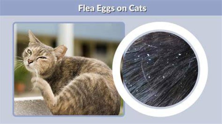 What Colour is flea eggs?