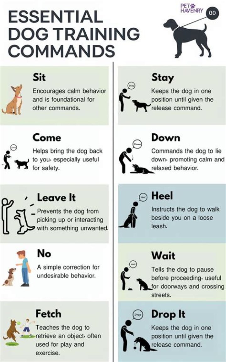 What commands does a therapy dog need to know?