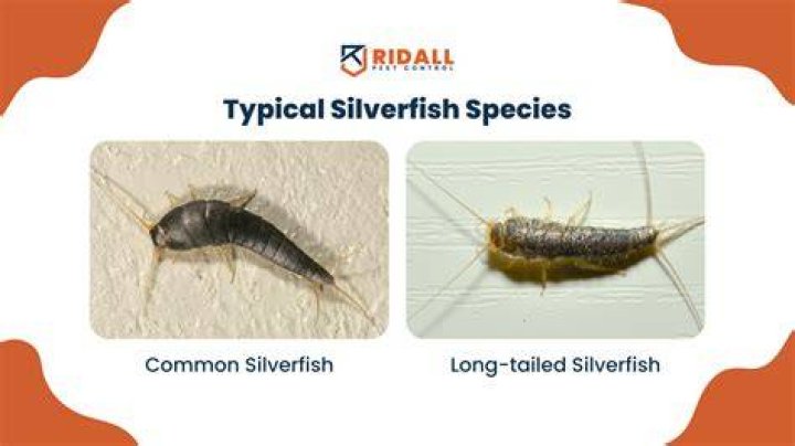 What diseases do silverfish carry?
