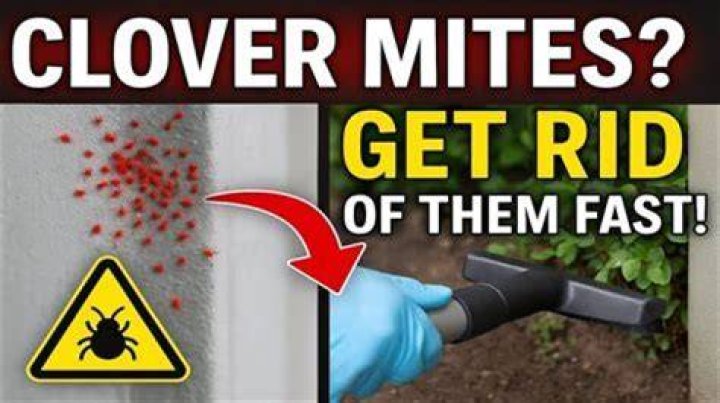 What do clover mites hate?