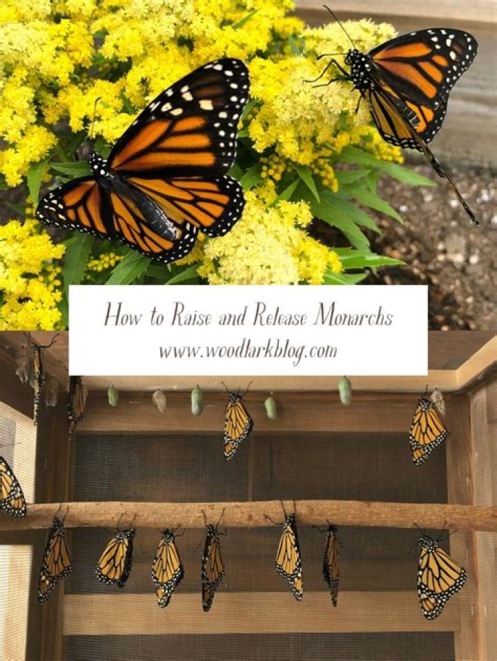 What do you need to raise butterflies?