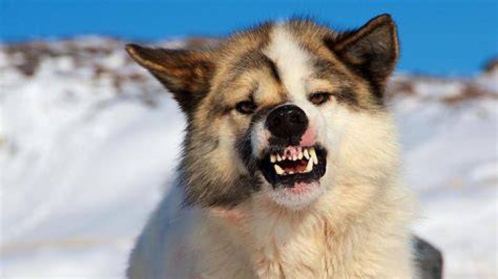 What does a dog growl mean?