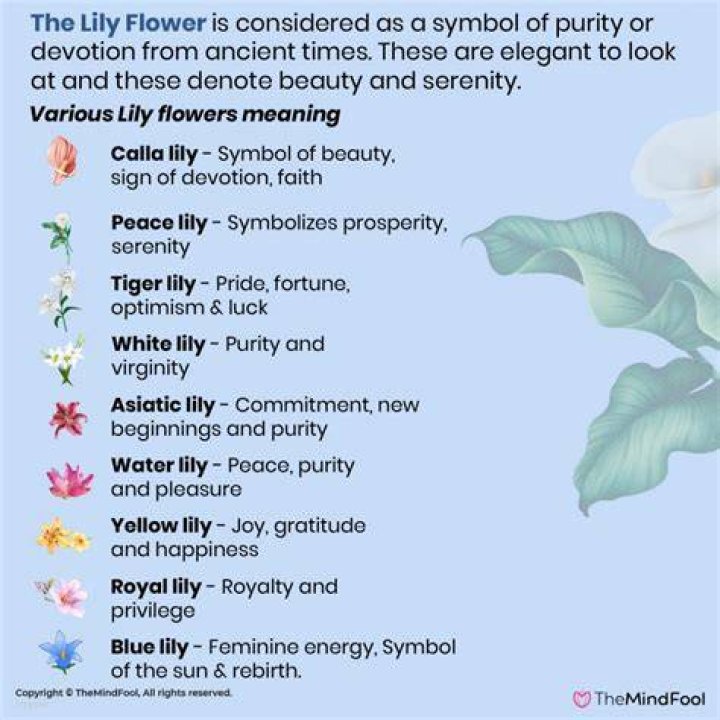 What does a purple lily symbolize?