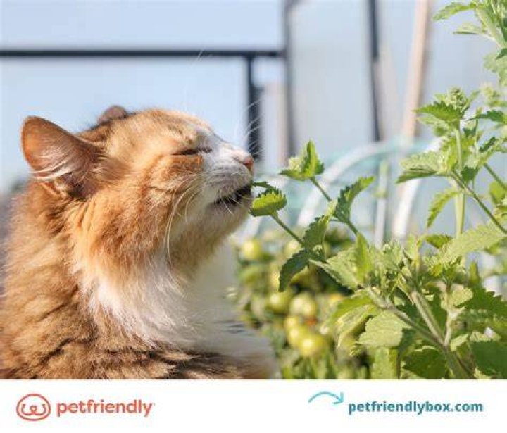 What does coffee do to cats?