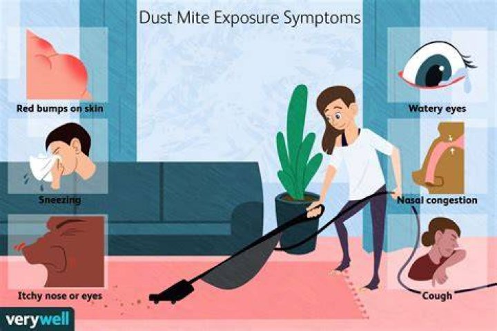 What does dust mite bites look like?