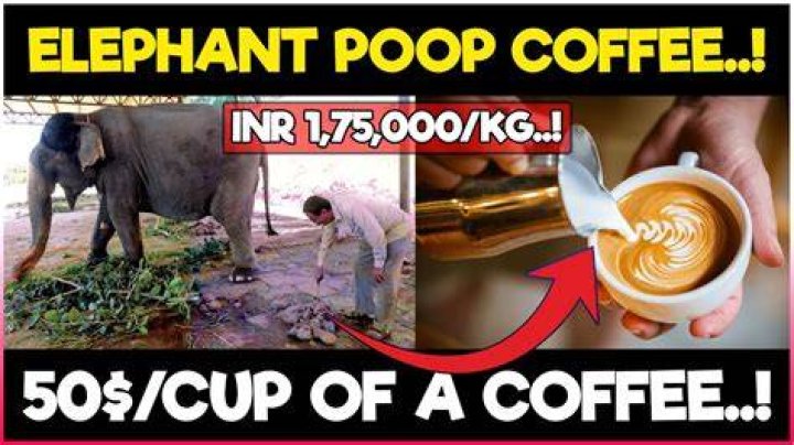 What does elephant poop taste like?