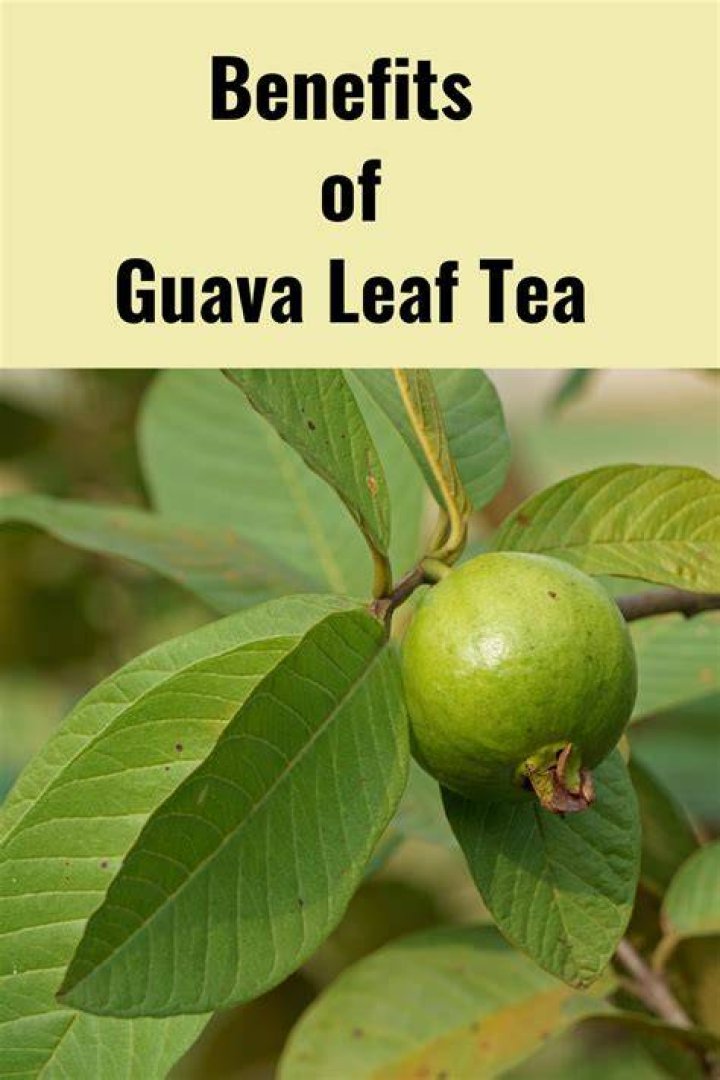 What does guava leaves do to a woman?