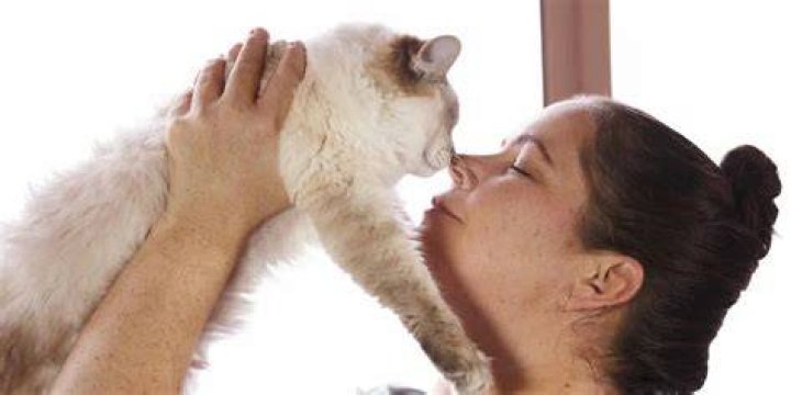 What does it mean when a cat touches noses with you?
