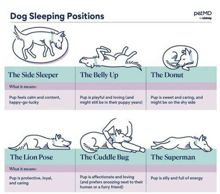 What does it mean when your dog has to sleep touching you?