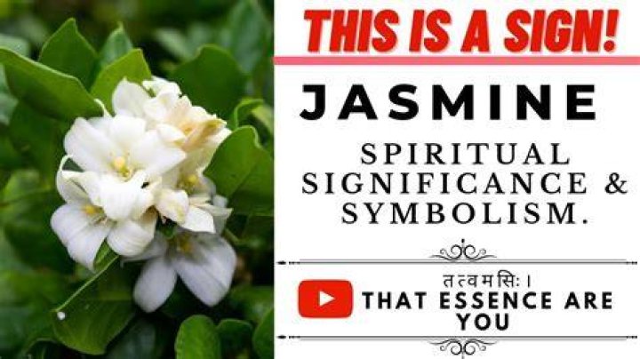 What does the jasmine represent?
