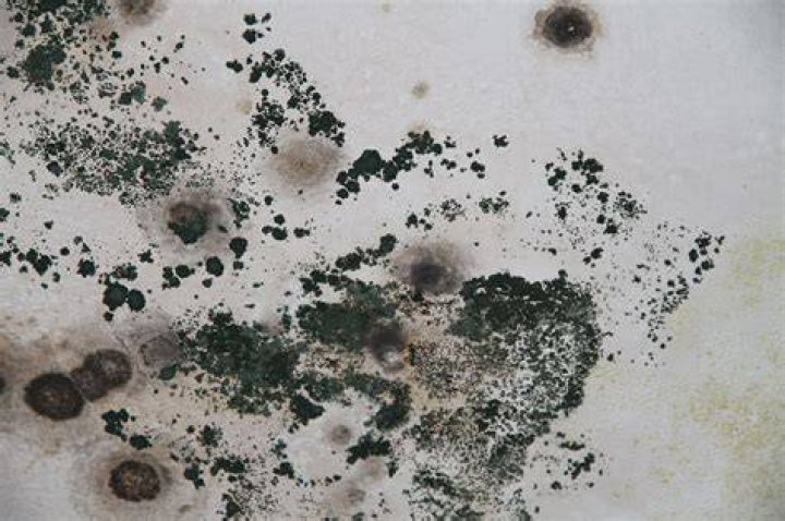 What does toxic black mold look like?