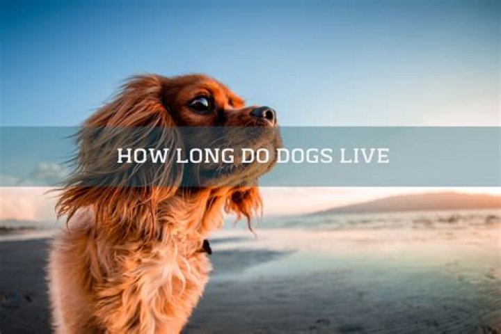 What dog does not live long?