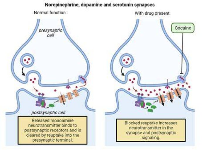 What drug increases dopamine?