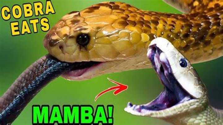 What eats a black mamba?