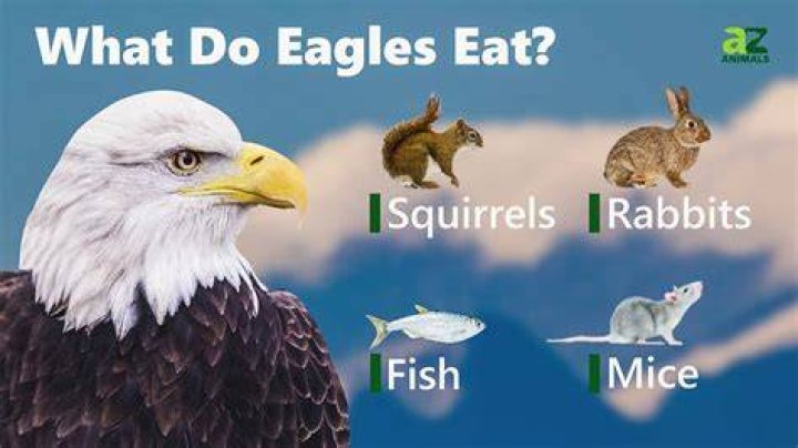 What eats an eagle?