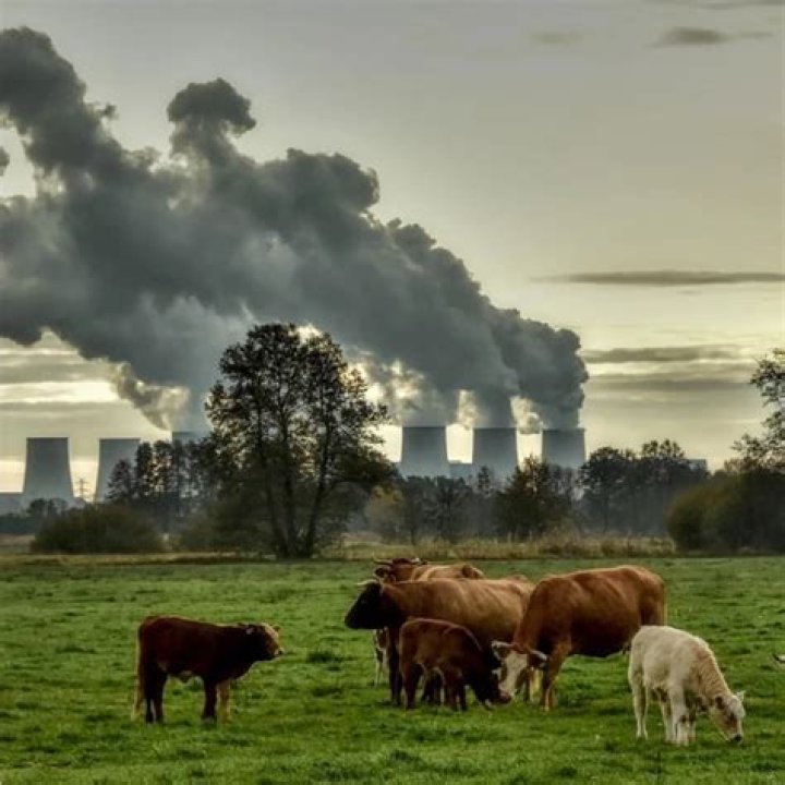 What effect does air pollution have on food crops forest and biodiversity?
