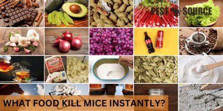 What food kills mouse?