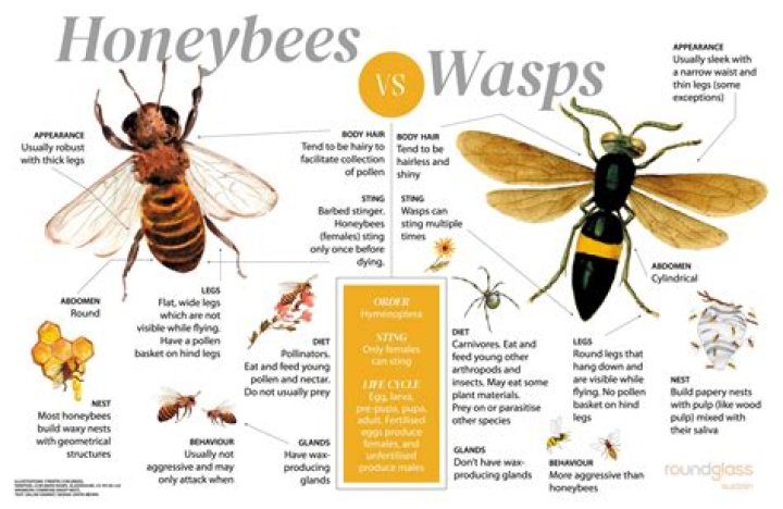 What frequency do bees hate?