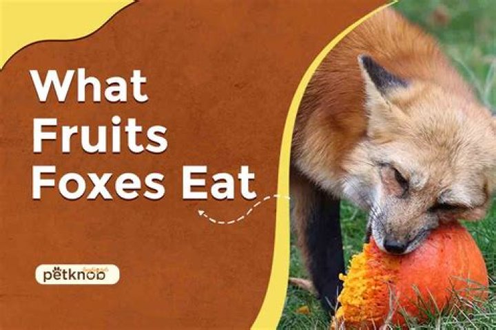 What fruit do foxes eat?