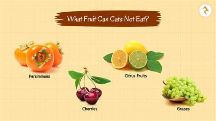 What fruits can cats not eat?