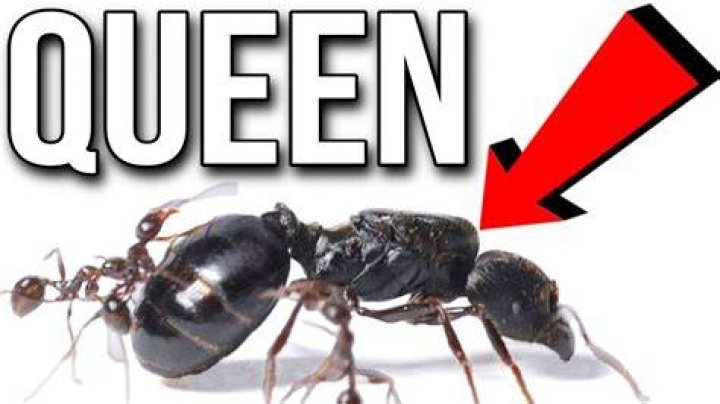 What happens if a ant goes in elephant trunk?