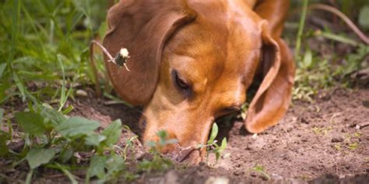 What happens if a dog eats a dead bee?