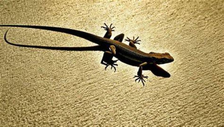 What happens if a lizard gets in your house?