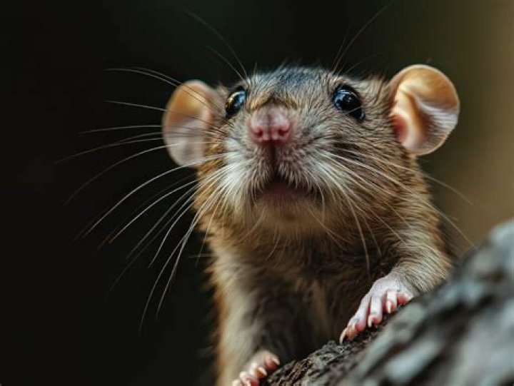 What happens if a mouse dies in your wall?
