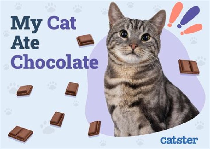 What happens if my cat ate my edible?