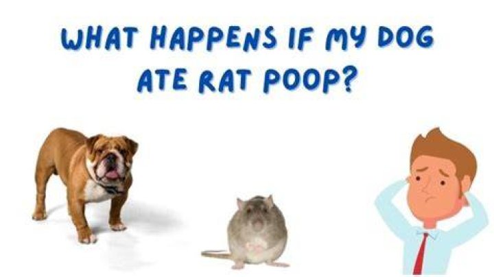 What happens if my dog ate rat poop?