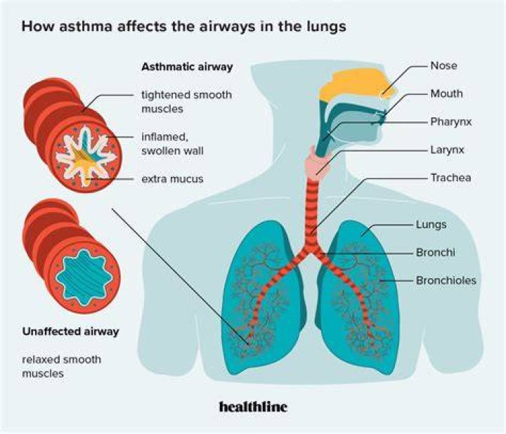 What happens if there is too much mucus in the lungs?