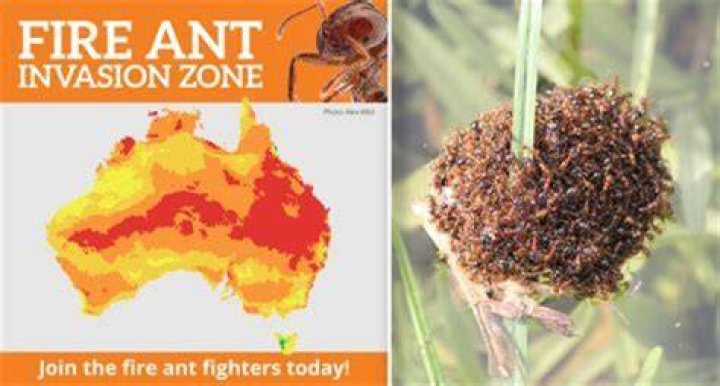 What happens if you eat fire ants?