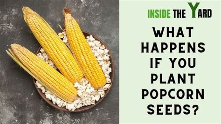 What happens if you plant popcorn kernels?