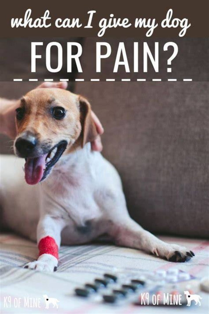 What if my dog licks bacitracin?
